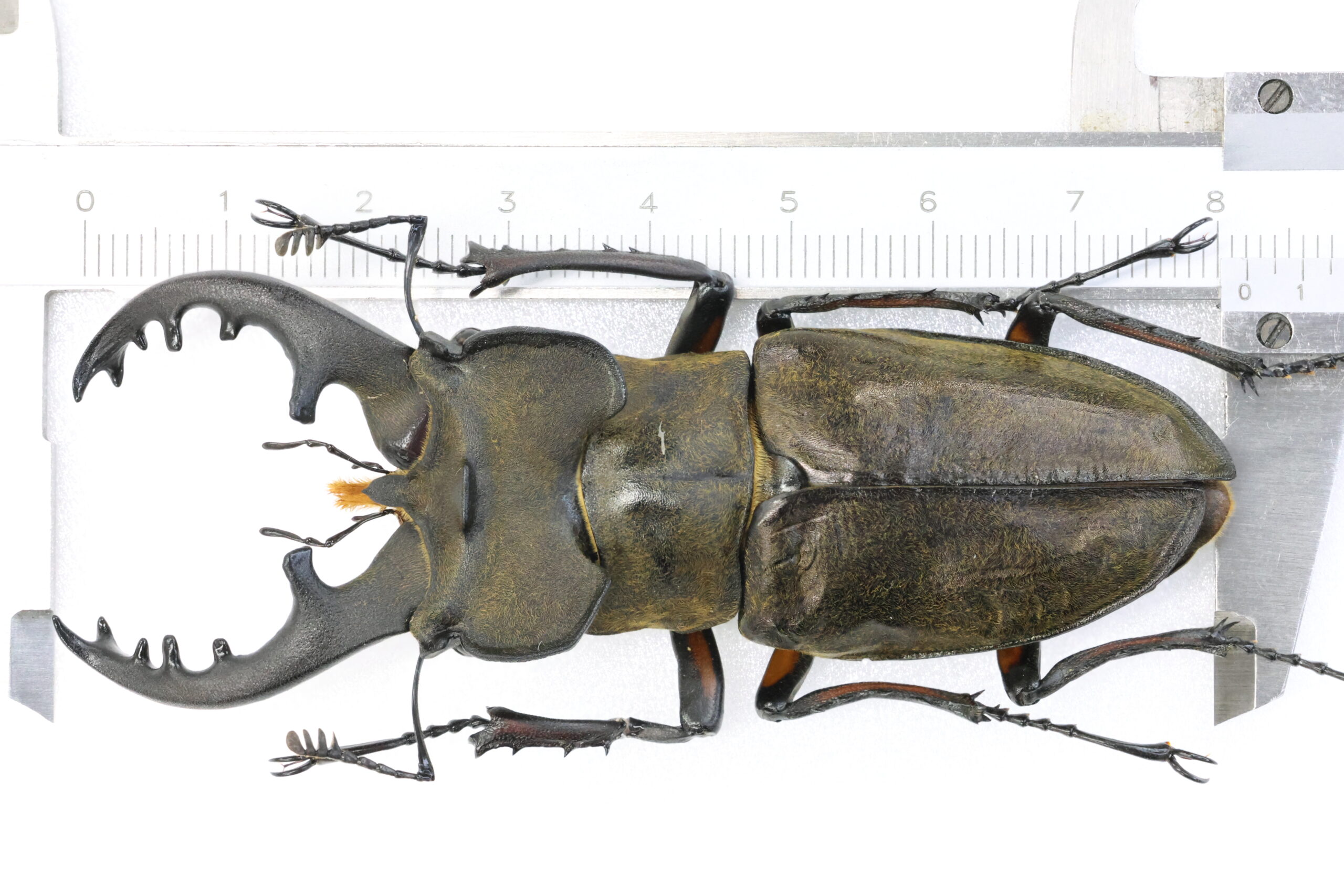 ギネス級のミヤマクワガタ Guinness Lucanus maculifemoratus