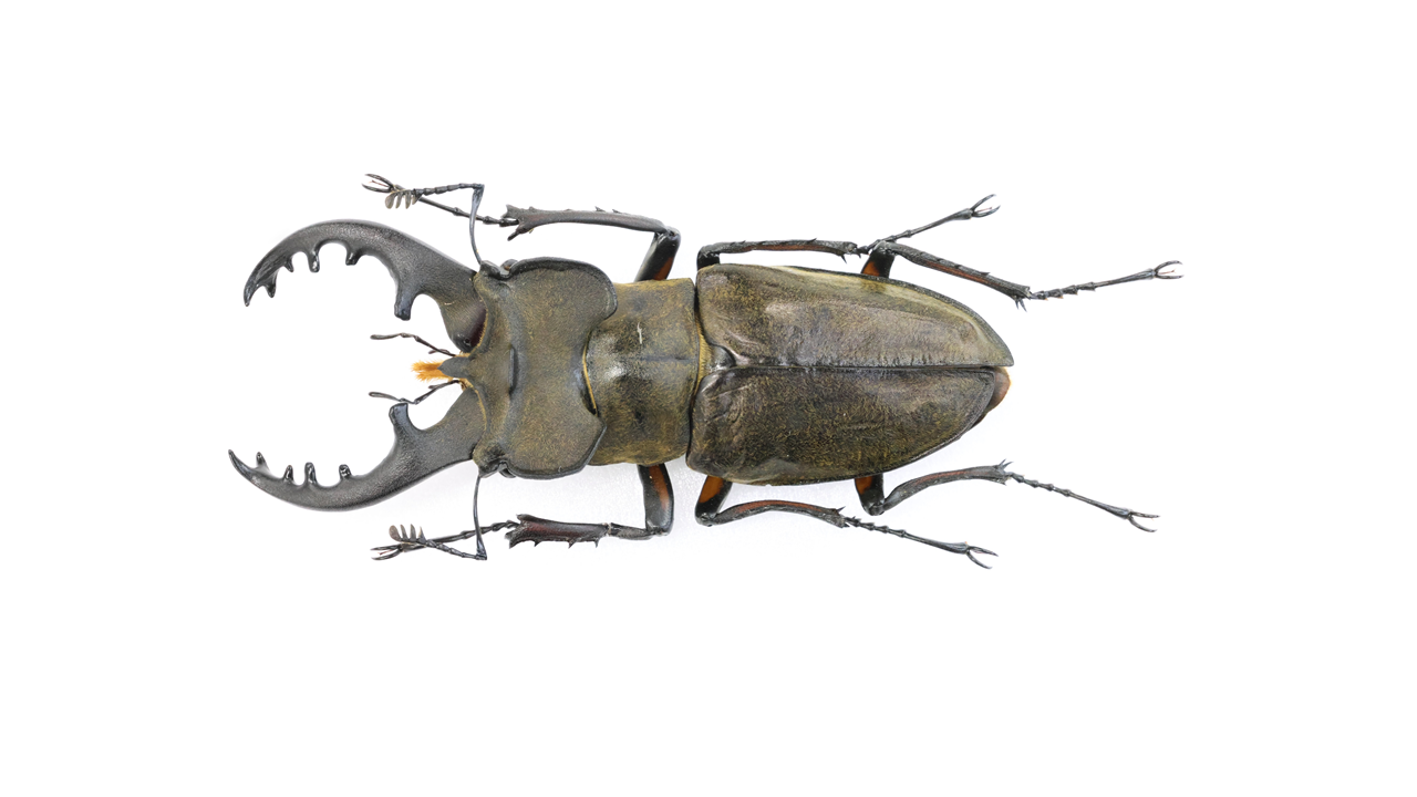 Guinness Lucanus maculifemoratus